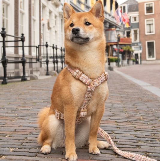 Bildquelle: Floofs and Cookies