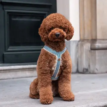 Bildquelle: Floofs and Cookies