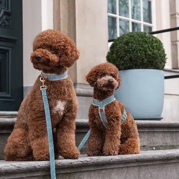 Bildquelle: Floofs and Cookies