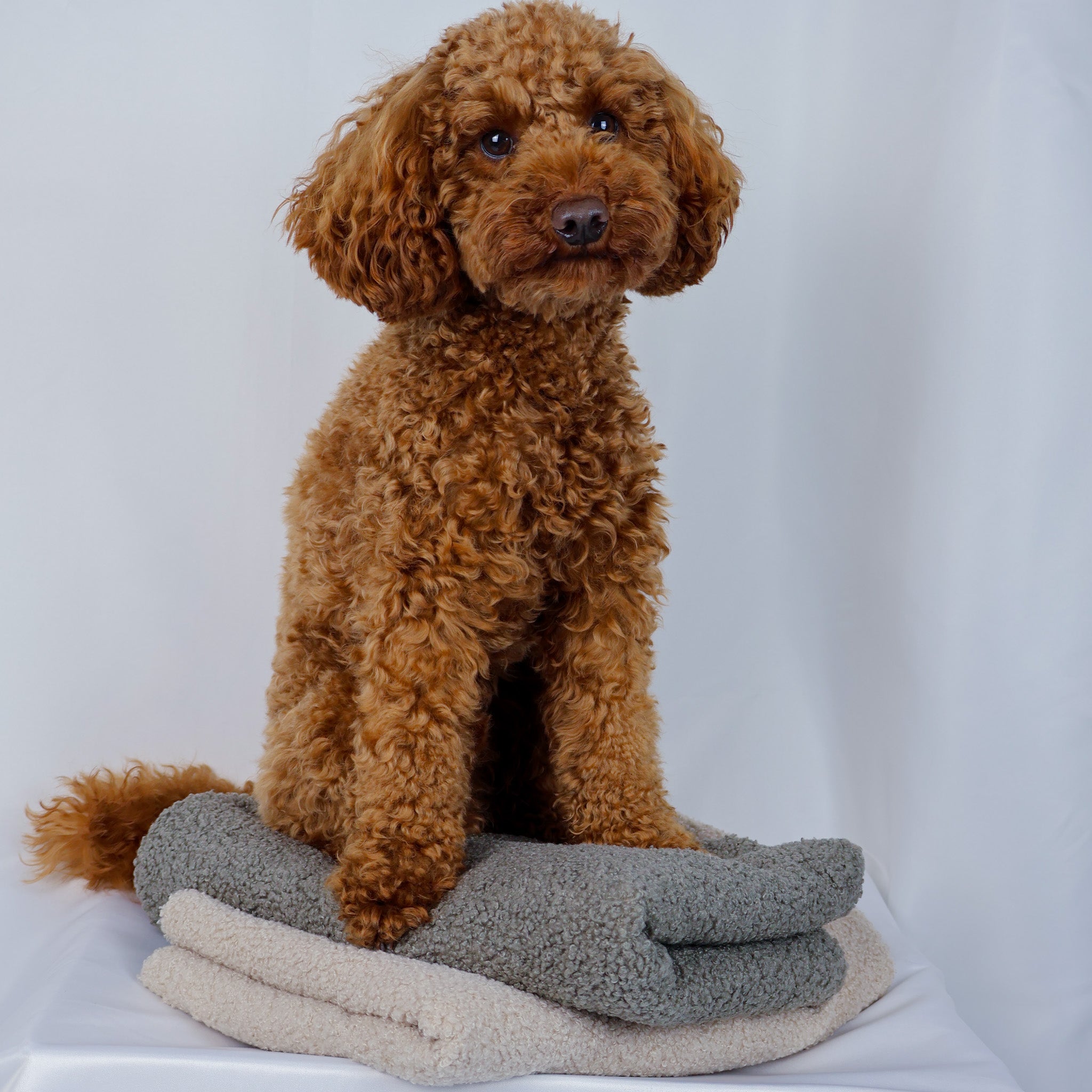 Hundedecke Plaid Curly - gravel