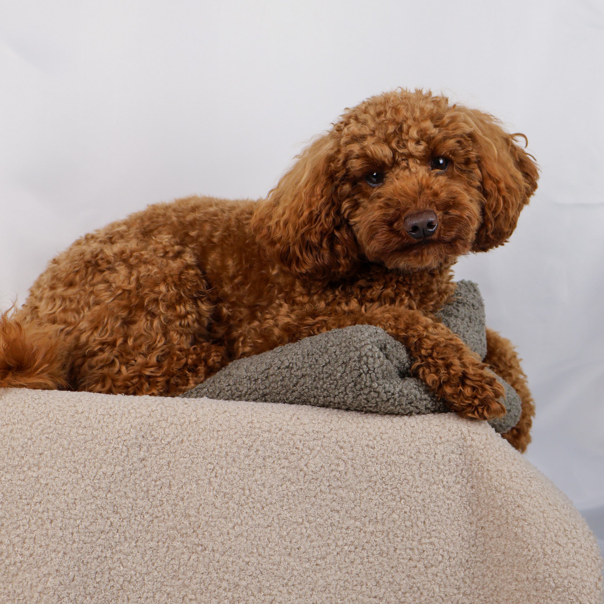 Hundedecke Plaid Curly - gravel