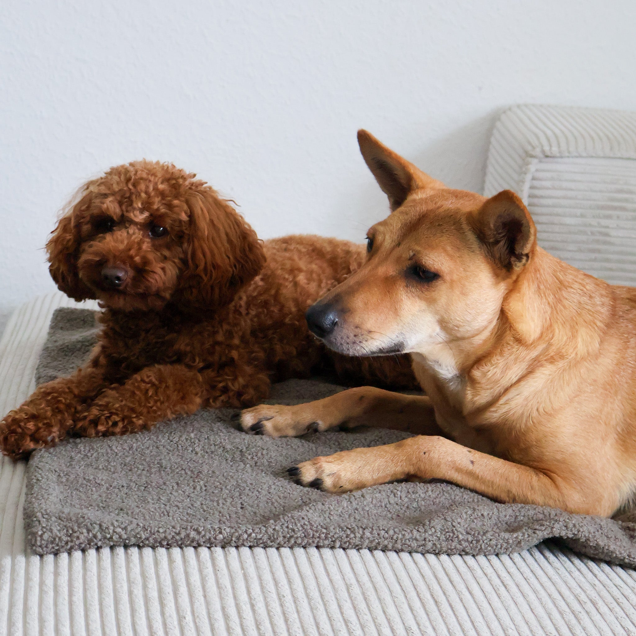 Hundedecke Plaid Curly - stone