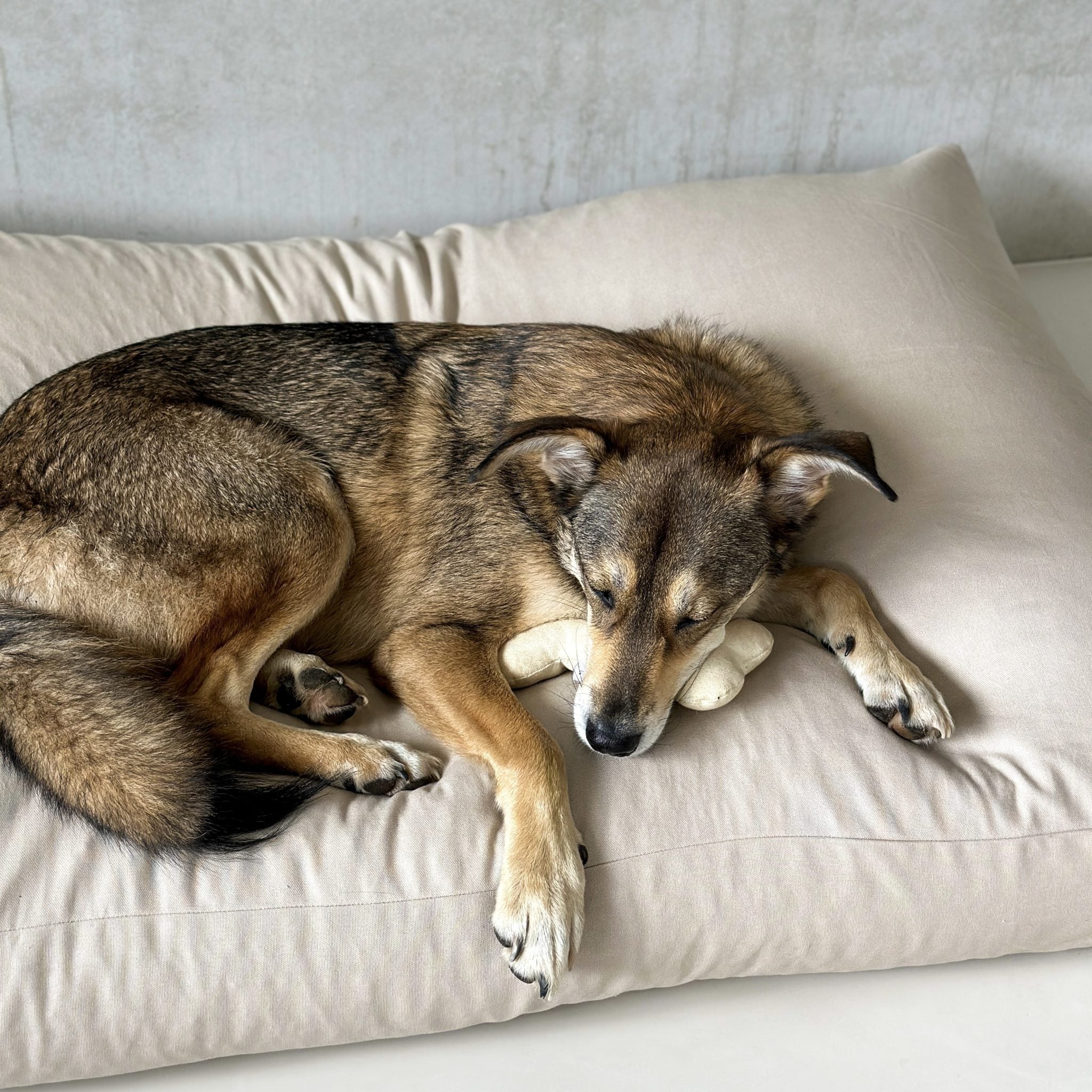 Bildquelle: STUDIO ANIMAUX