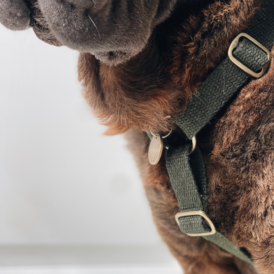 Bildquelle: Cooper & Quint Dog Accessories