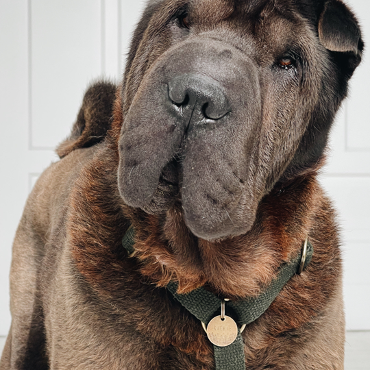 Bildquelle: Cooper & Quint Dog Accessories