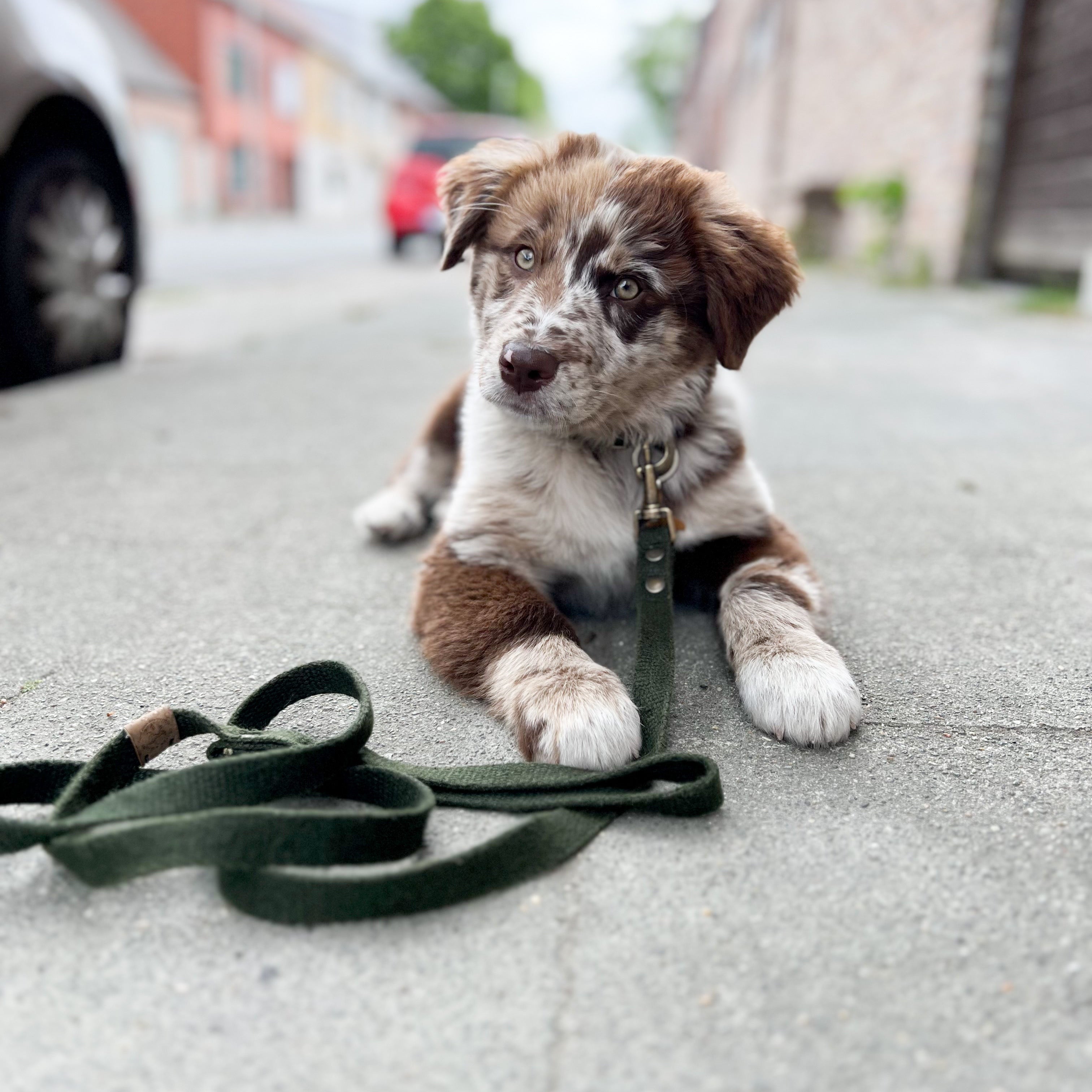 Bildquelle: Cooper & Quint Dog Accessories