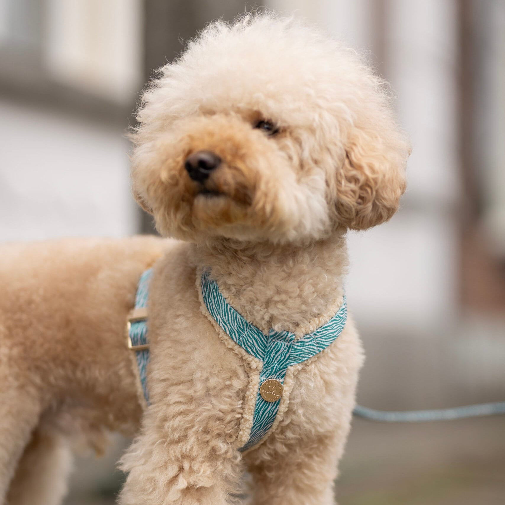Bildquelle: Floofs and Cookies